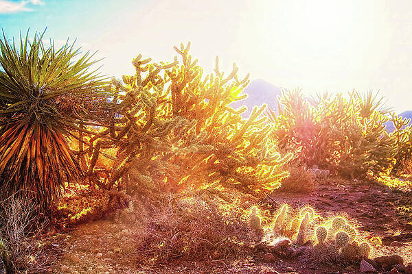 Wall Art featuring the photograph Glowing Desert Morning Light, Arizona by Tatiana Travelways