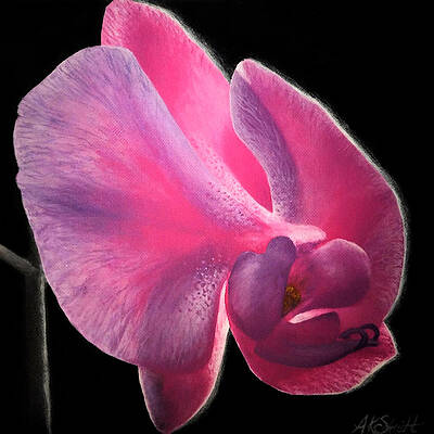 Glowing Orchid by Ashley Koebrick Schmidt