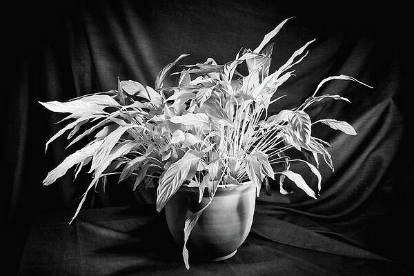 Wall Art featuring the photograph Glowing Peace Lily by Steven Nelson