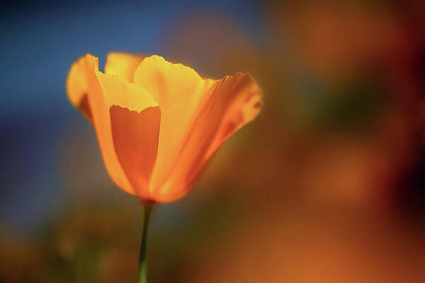Orange Photograph - Glowing Poppy by Ursula Abresch