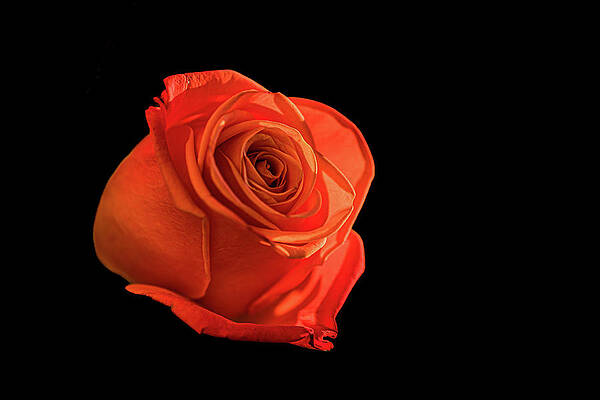 Flower Photograph - Glowing Rose by Nova Rae