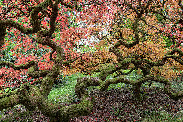 Curved Branches of Japanese Maple Wall Art