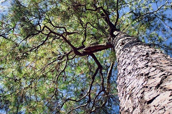 Confederate Wall Art featuring the photograph Gnarled Canopy by American Landscapes