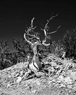 Photograph - Gnarled Reach by American Landscapes