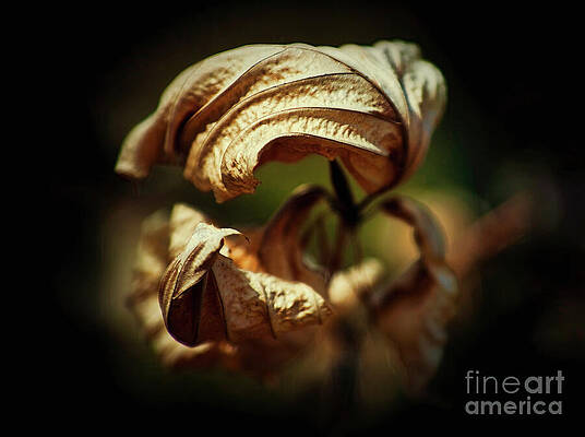 Wall Art featuring the photograph Gnarly Dried Leaves by Tatiana Travelways