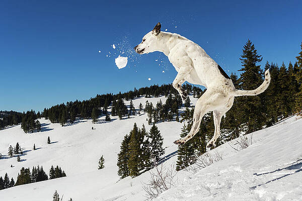 Oregon Photograph - Go For It by Diane Moller