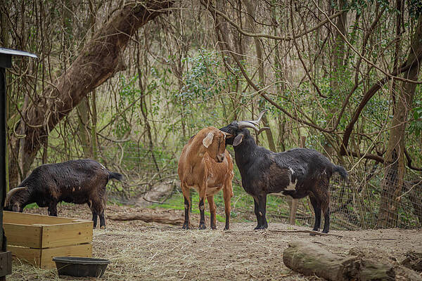 Wall Art featuring the photograph Goats At Middleton Place Plantation by Cindy Robinson