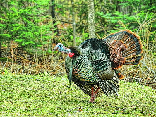 Wild Photograph - Gobbling In The Pines by Dale Kauzlaric