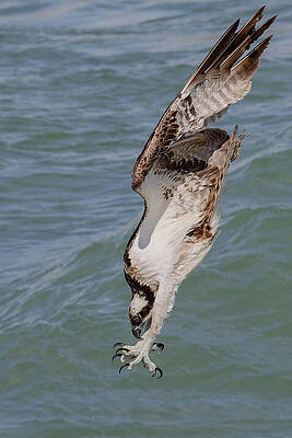 Florida Photograph - Going In by RD Allen