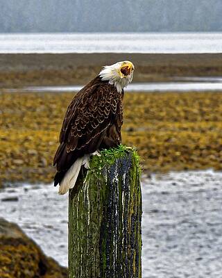 Alaska Photograph - Going Postal - Bald Eagle, Sitka, Alaska by KJ Swan