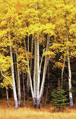 Wall Art featuring the photograph Gold Aspen Trees by Bob Falcone