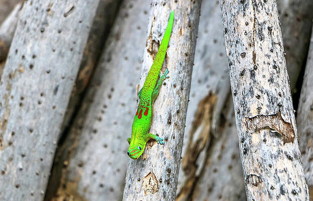 Island Wall Art featuring the photograph Gold Dust Day Gecko by Dawn Richards