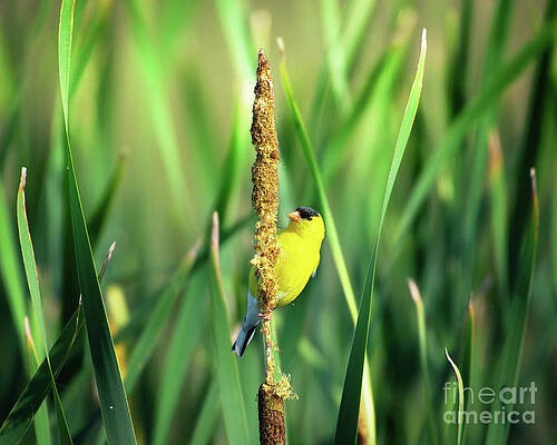 Bird Wall Art featuring the photograph Gold Finch - Garden Birds by Rehna George