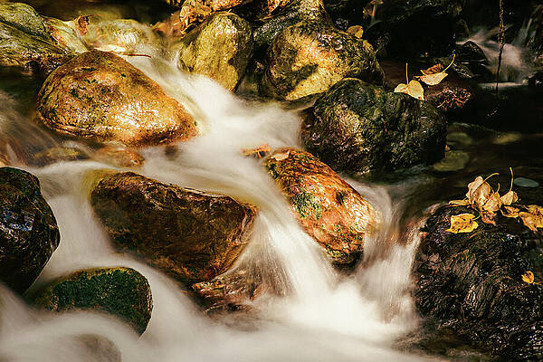 Nature Photograph - Gold In The Creek by Ursula Abresch