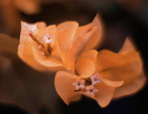 Wall Art featuring the photograph Golden Angel by Gian Smith