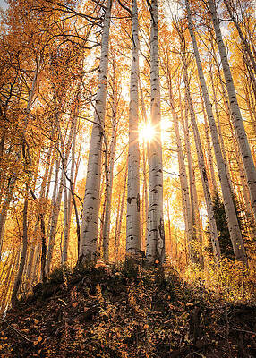 Golden Autumn Forest Wall Art