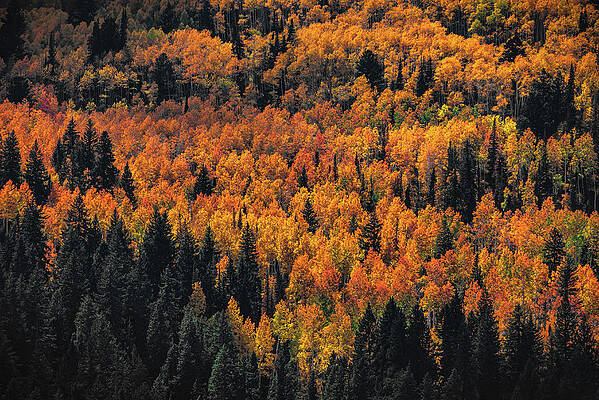 Fall Photograph - Golden Aspen Grove, Utah by Abbie Warnock
