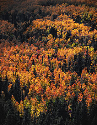 Fall Photograph - Golden Aspen Grove, Utah - Vertical by Abbie Warnock