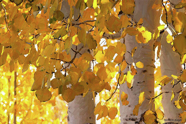 Golden Aspen Leaves Photograph