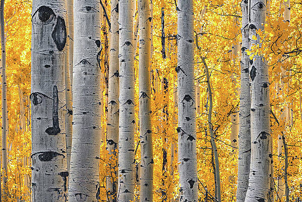 Color Photograph - Golden Aspen Trunks, Utah by Abbie Warnock