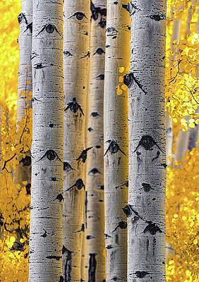 Fall Photograph - Golden Aspen Trunks, Utah - Vertical by Abbie Warnock