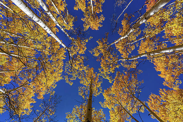 Scenery Photograph - Golden Aspens And Blue Sky, Utah by Abbie Warnock