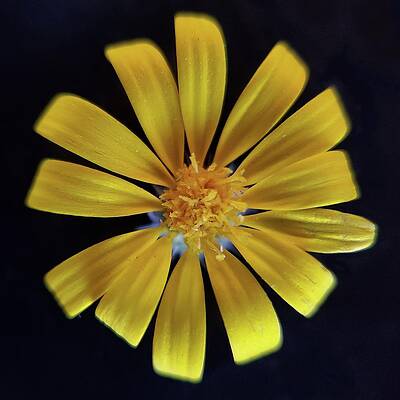 Wildflower Photograph - Golden Aster by Joy Garso