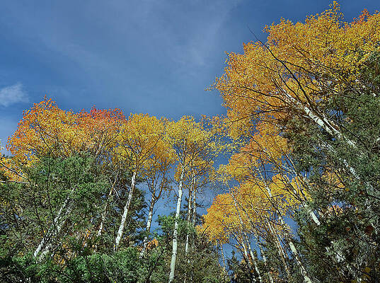 Wall Art featuring the photograph Golden Autumn Aspens In The Mountains by Rebecca Herranen