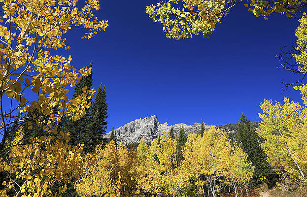 Wall Art featuring the photograph Golden Autumn Colors Of Grand Teton National Park by Dan Sproul