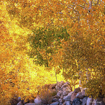 Golden Autumn Foliage Photograph
