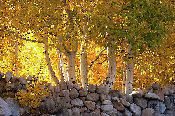 Golden Autumn Forest Photograph