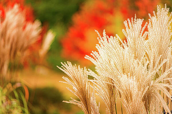 Photograph - Golden Autumn Grass by Jeff Sinon