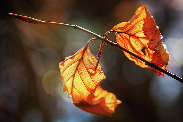 Wall Art featuring the photograph Golden Autumn Leaves by Tatiana Travelways