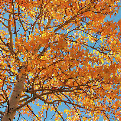 Golden Autumn Tree Canopy Photograph