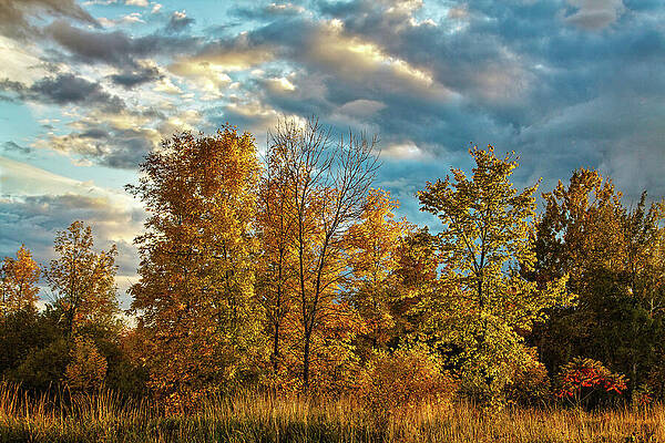 Vibrant Wall Art featuring the photograph Golden Autumn Trees In Ontario by Tatiana Travelways