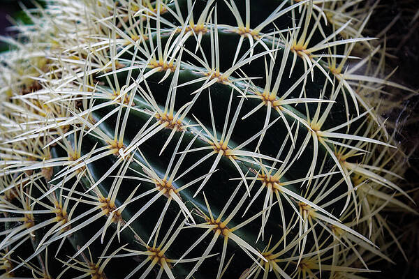 Nature Wall Art featuring the pyrography Golden Ball by Anorel