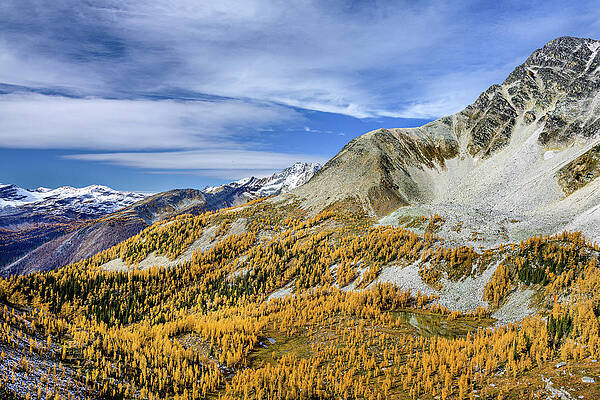 Tree Photograph - Golden Basin by Ursula Abresch