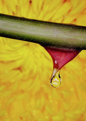 Droplet on a Flower Stem Wall Art