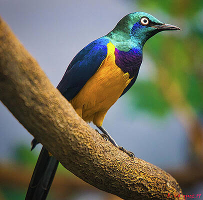 Wall Art featuring the photograph Golden Breasted Starling by Rene Vasquez
