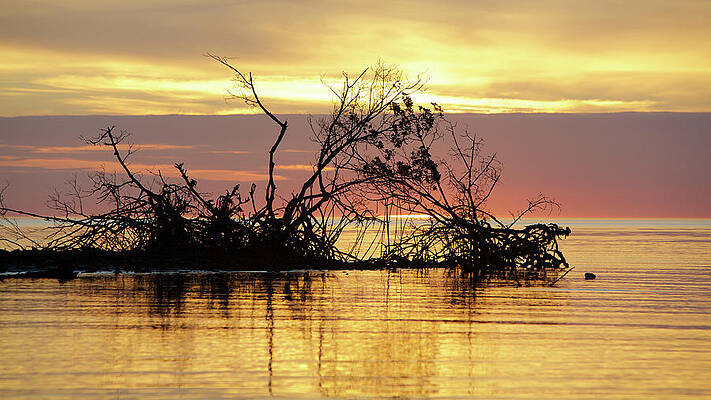 Florida Wall Art featuring the photograph Golden Colors by Alberto Audisio
