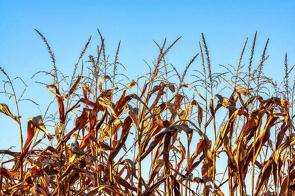 Tall Corn Stalks Against Blue Sky Wall Art