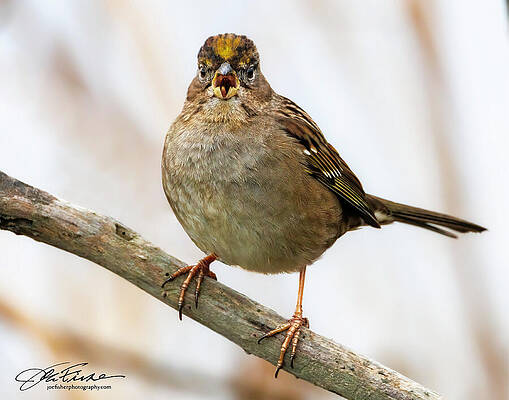 Beak Photograph - Golden-crowned Sparrow #9 by Joe Fisher