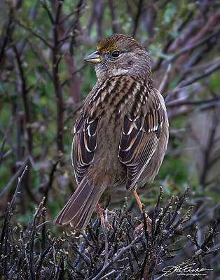 Branch Wall Art featuring the photograph Golden-crowned Sparrow Immature by Joe Fisher