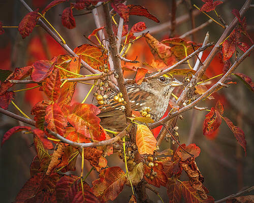 Wing Photograph - Golden-crowned Sparrow In Autumn Leaves by Joe Fisher