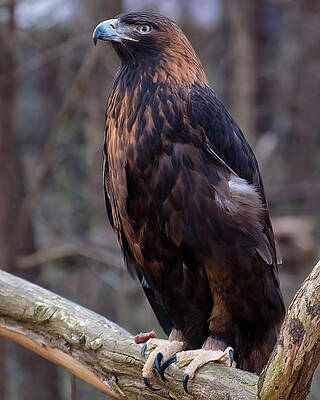 Wall Art featuring the photograph Golden Eagle 1 by Flees Photos