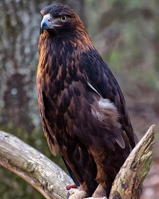 Wall Art featuring the photograph Golden Eagle 2 by Flees Photos