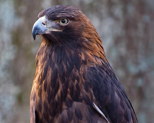 Wall Art featuring the photograph Golden Eagle 3 by Flees Photos