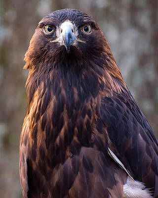 Wall Art featuring the photograph Golden Eagle 4 by Flees Photos