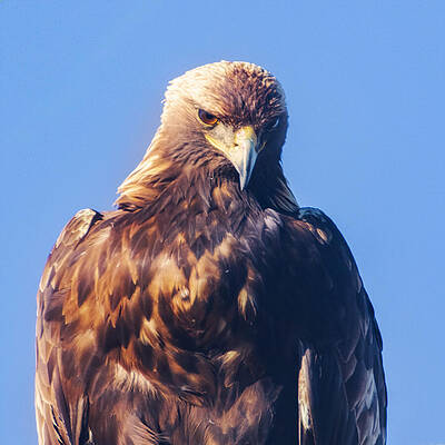 American Wall Art featuring the photograph Golden Eagle Portrait - Lassen County California by Mike Lee