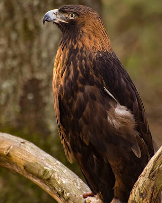 Wall Art featuring the photograph Golden Eagle Resting On A Branch by Flees Photos